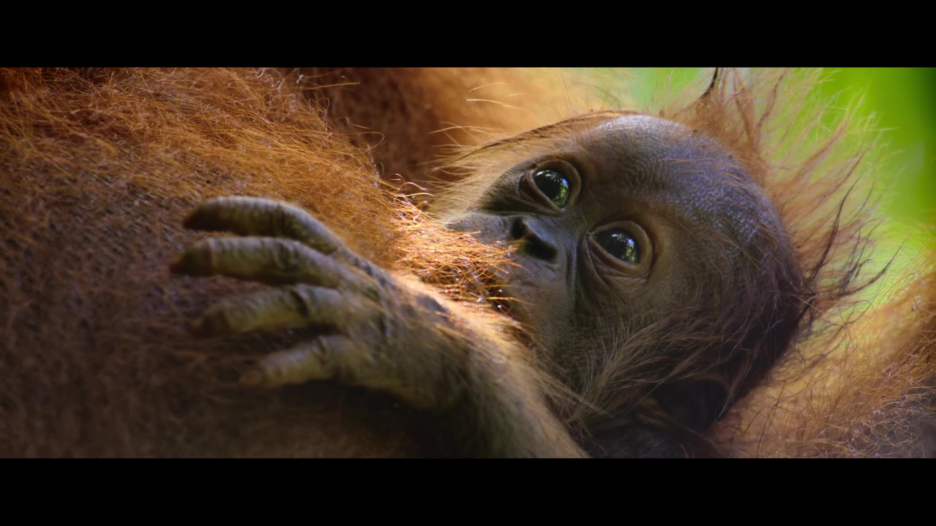 Tajný život orangutanů 2024 DOCU CZ dabing HD 1080p mkv