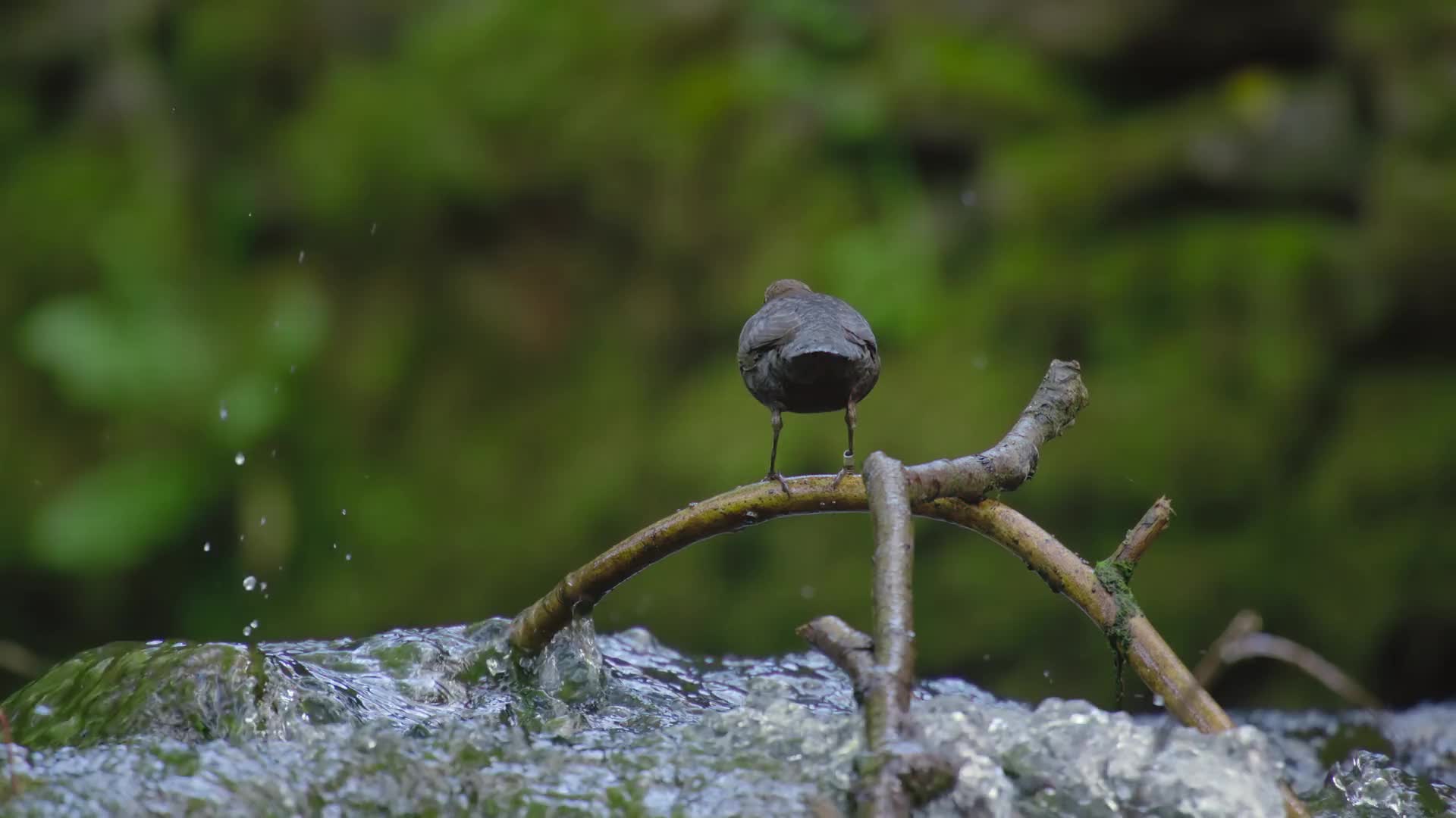 Tajuplný svět zvuků s Davidem Attenboroughem S01E02 2024 CZ dabing HD 1080p mkv