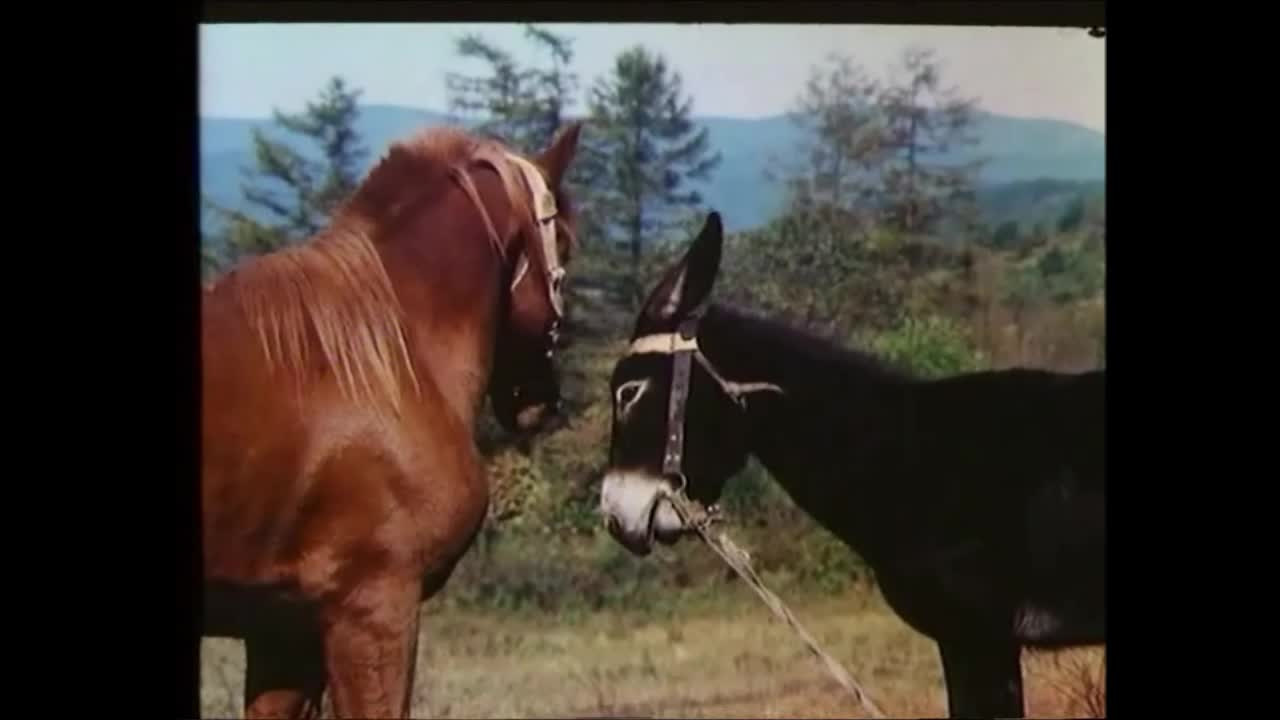 horse stalion manting donkey mare documentary mp4