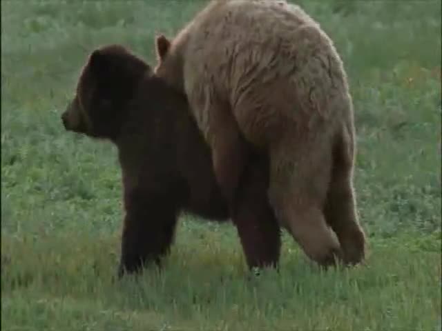 brown bear mating mp4